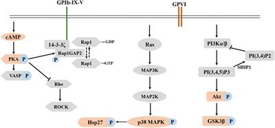 Water-Soluble Tomato Extract Fruitflow Alters the Phosphoproteomic Profile of Collagen-Stimulated Platelets